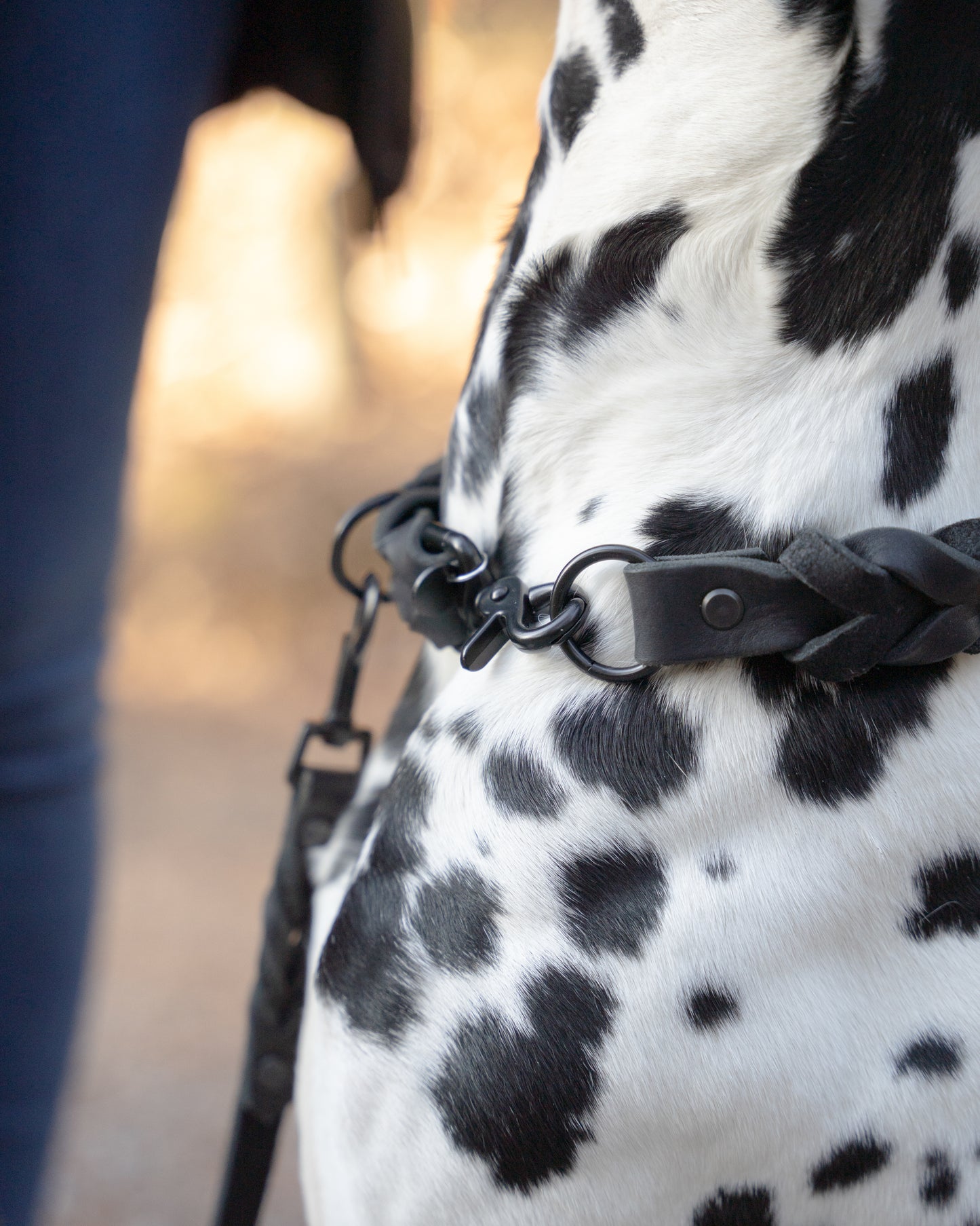 Filou's Coice: Halsband All Braided und Leine Twisted in All Black